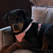 Nala Garcia, a Orange, Dark-brown Rottweiler Dog