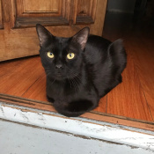 Binx, a Black Domestic Shorthair Cat