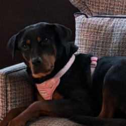 {petName}, a Orange, Dark-brown Rottweiler Dog